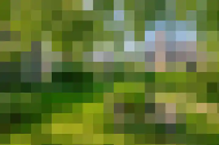 Russchenreed 71 Wijnjewoude thumbnail 37