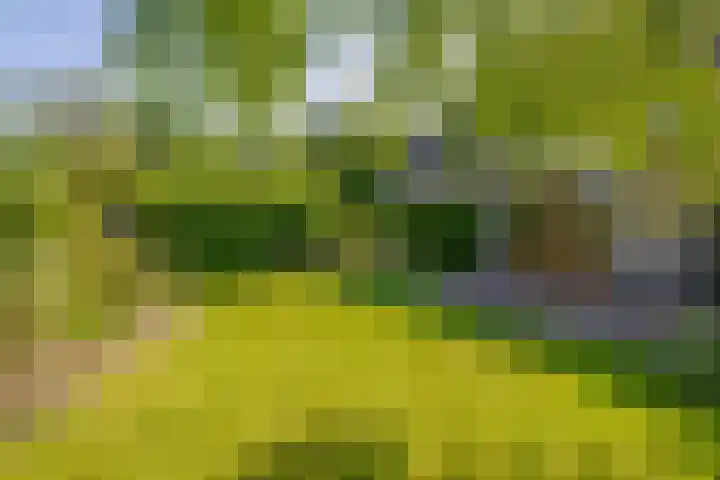 Russchenreed 71 Wijnjewoude thumbnail 38