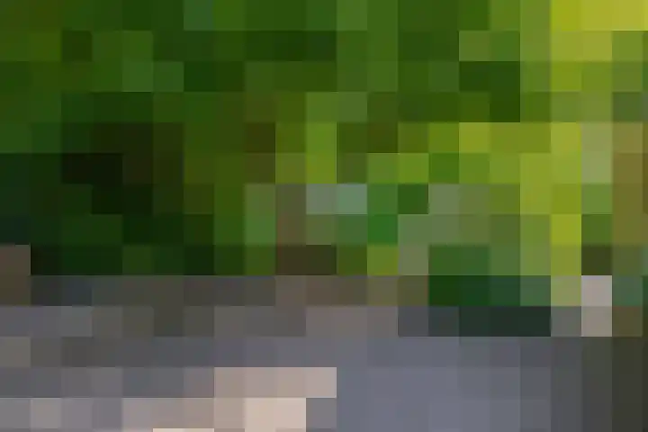 Russchenreed 71 Wijnjewoude thumbnail 45