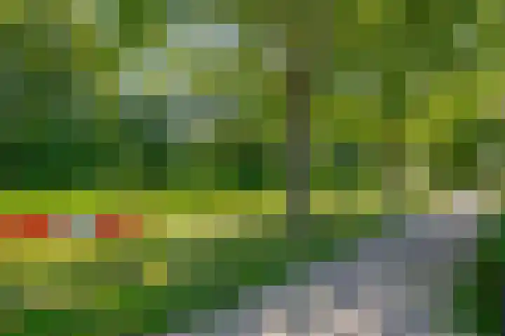 Russchenreed 71 Wijnjewoude thumbnail 47