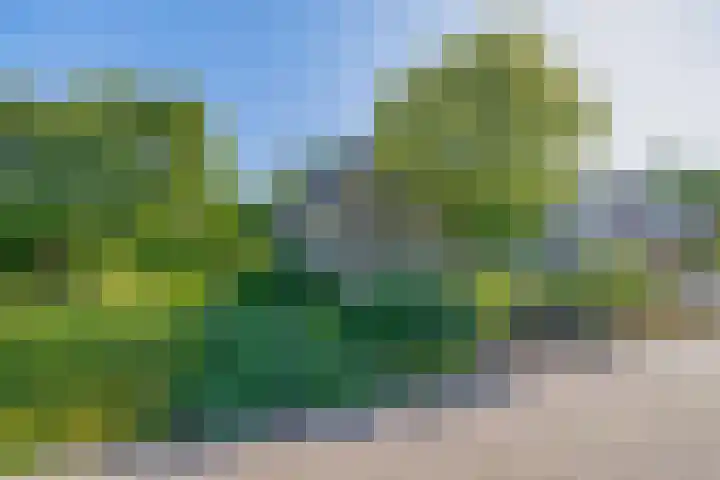 Russchenreed 71 Wijnjewoude thumbnail 5