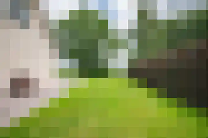 Russenmaat 4 Ruinen thumbnail 41