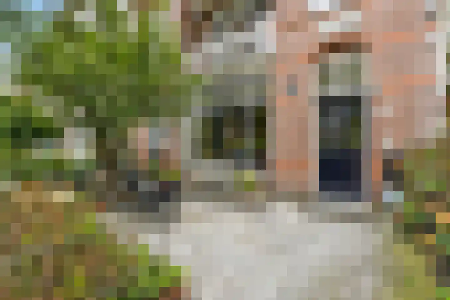Rusthoekstraat 17 Den Haag thumbnail 10