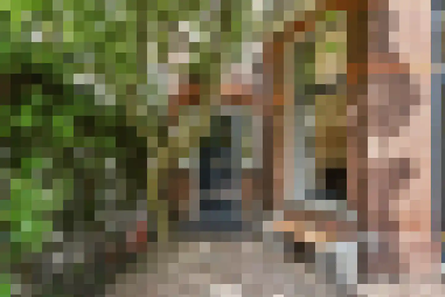 Rusthoekstraat 52 Den Haag thumbnail 5