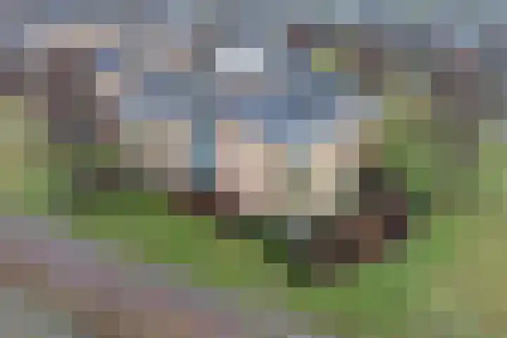 Rutenberg 44 Raalte thumbnail 31