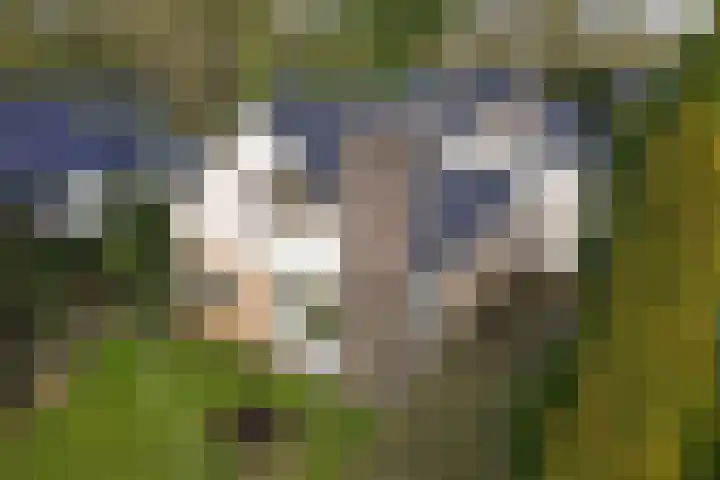 Rutgerswal 4 Aalden thumbnail 42