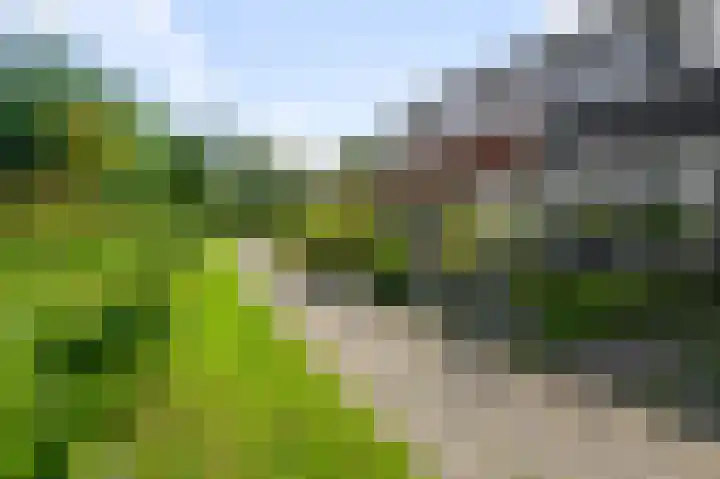 Ruwe Bies 18 Uithoorn thumbnail 28