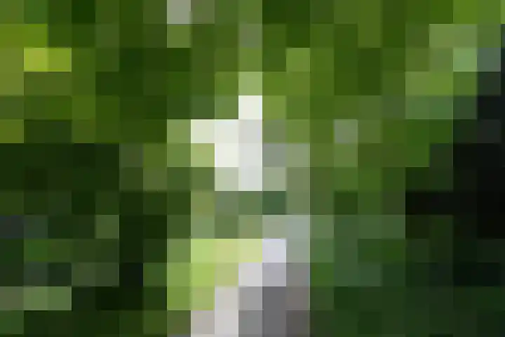 Ruychrocklaan 84 Den Haag thumbnail 58