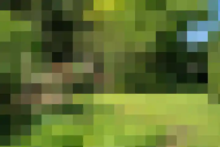 Ruys van Splintersingel 20 Beesel thumbnail 43