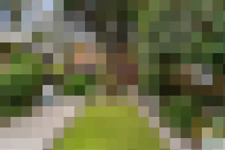 Ruysdael 80 Monster thumbnail 16