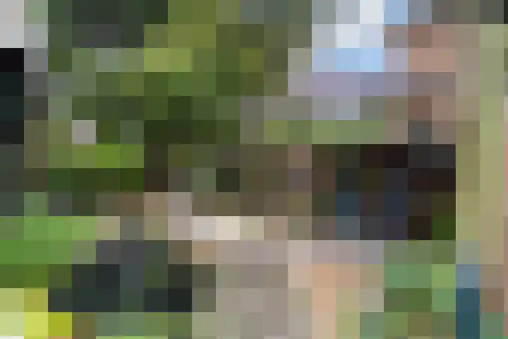 Ruysdael 80 Monster thumbnail 18