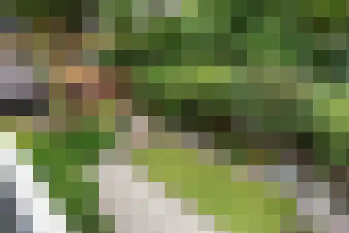 Ruysdael 80 Monster thumbnail 28