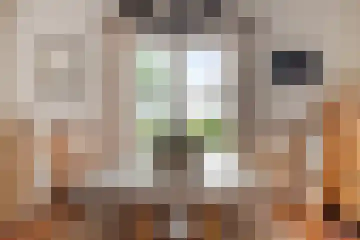 Ruysdaelstraat 48 Clinge thumbnail 19