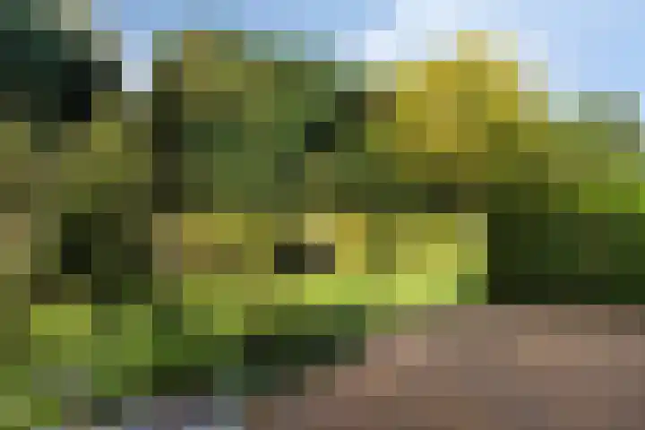 's Gravenmeet 6 Burgh-Haamstede thumbnail 25