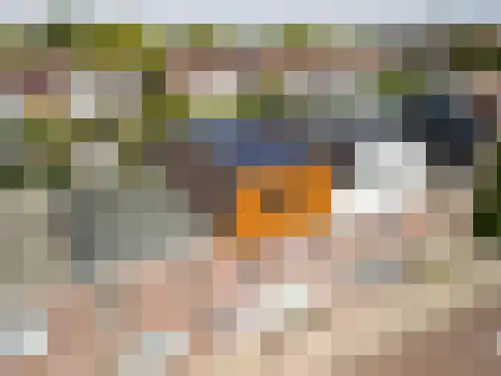 's-Gravenzandseweg 52 Naaldwijk thumbnail 43