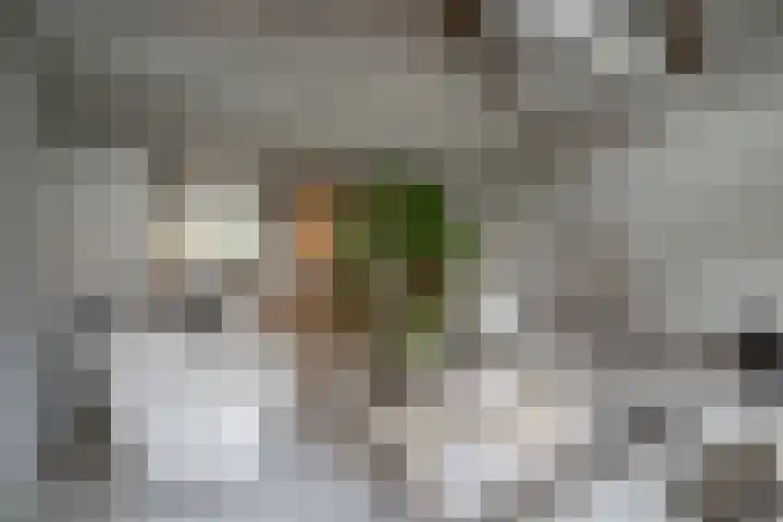 's-Herenstraat 56 Maasland thumbnail 15