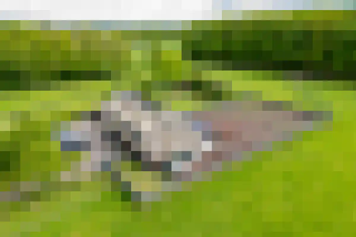 Saamsweg 10 a Hoge Hexel thumbnail 5