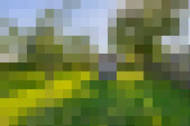 Saardijk 11 Sevenum thumbnail 36
