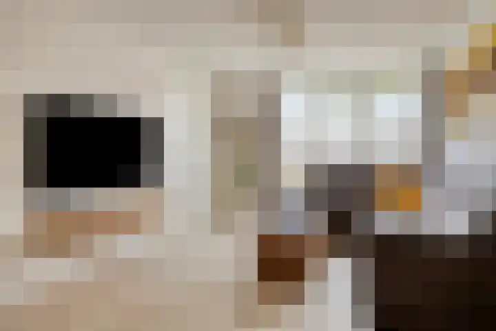 Sabelmarter 1 Veldhoven thumbnail 6