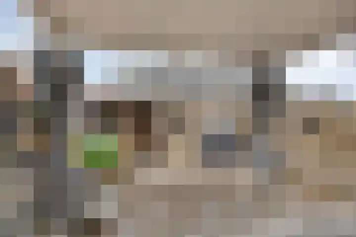 Sabelmarter 21 Veldhoven thumbnail 45