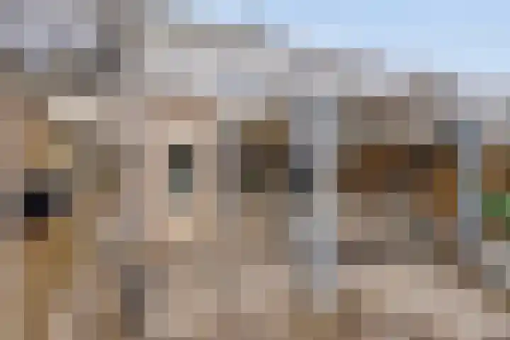 Sabelmarter 21 Veldhoven thumbnail 47
