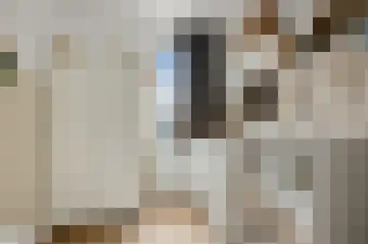 Saendelverlaan 179 Assendelft thumbnail 18