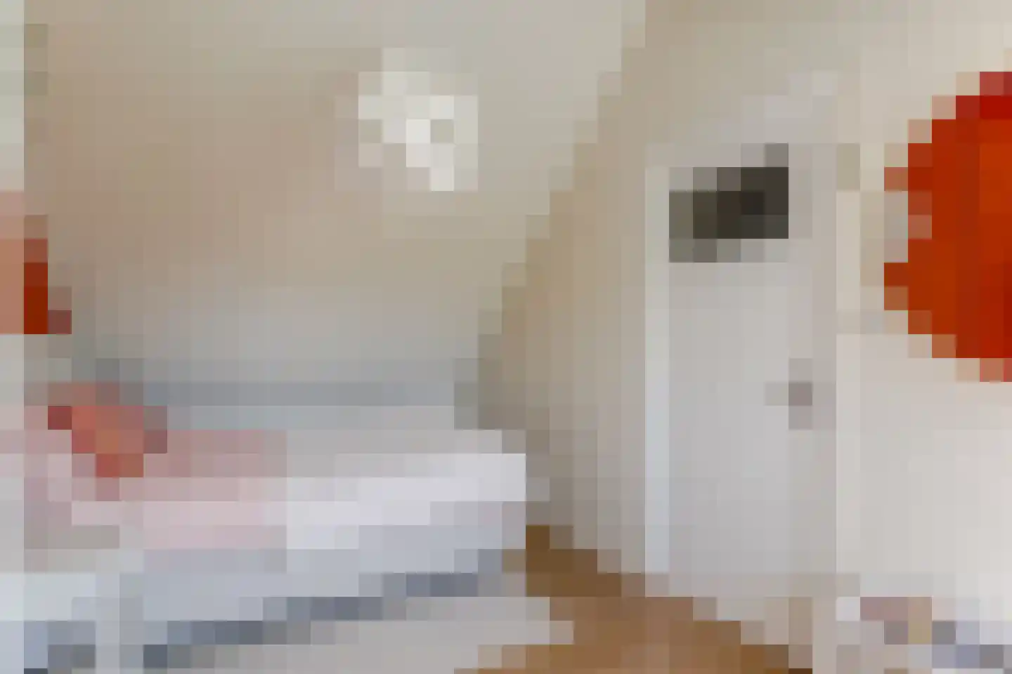 Saffier 11 Hoorn thumbnail 39