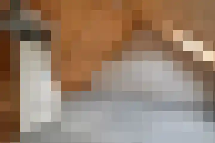 Saffier 2 Hoorn thumbnail 32
