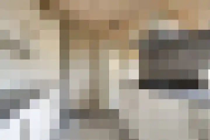 Saffier 2 Hoorn thumbnail 8