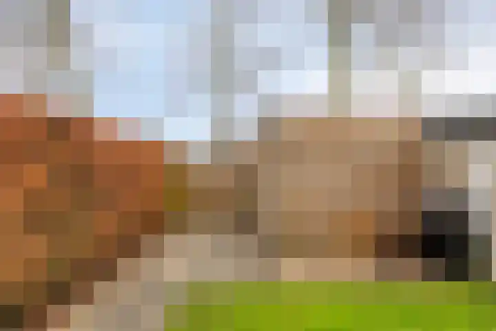 Saffier 34 Duiven thumbnail 30