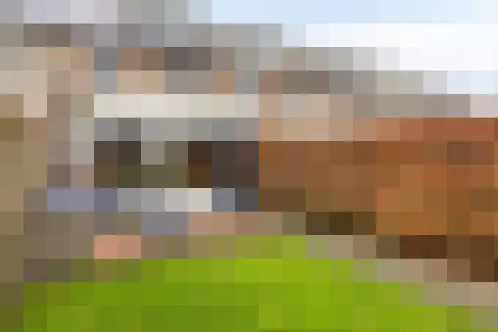 Saffier 34 Duiven thumbnail 34