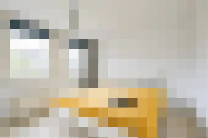 Saffier 55 Anna Paulowna thumbnail 25