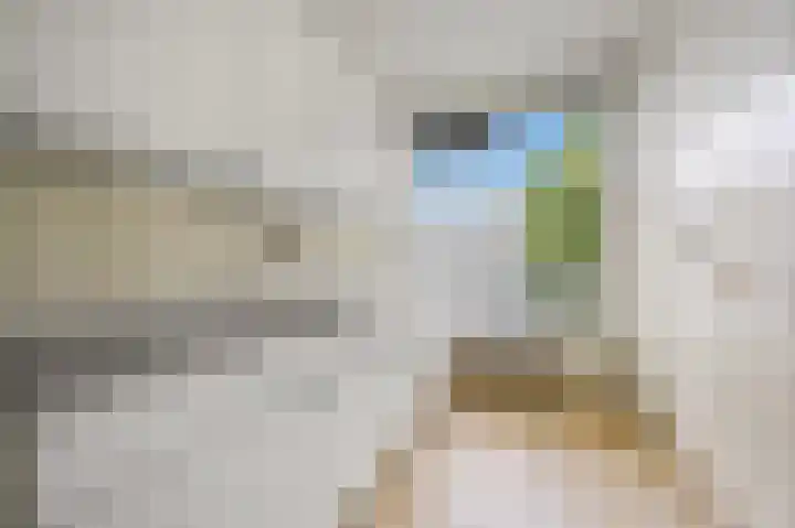 Saffierhorst 4 Den Haag thumbnail 20