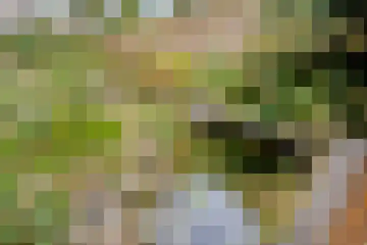 Saffraan 67 Raalte thumbnail 34