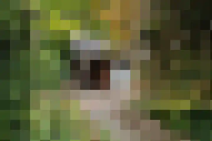Saffraan 9 Raalte thumbnail 37