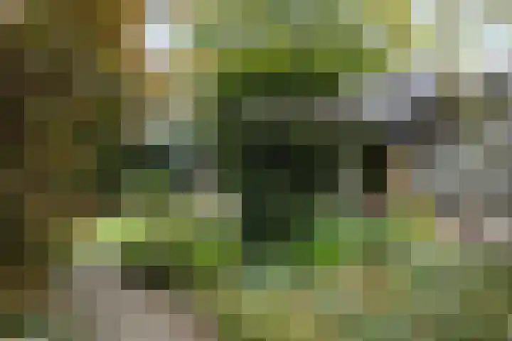 Saffraan 9 Raalte thumbnail 39