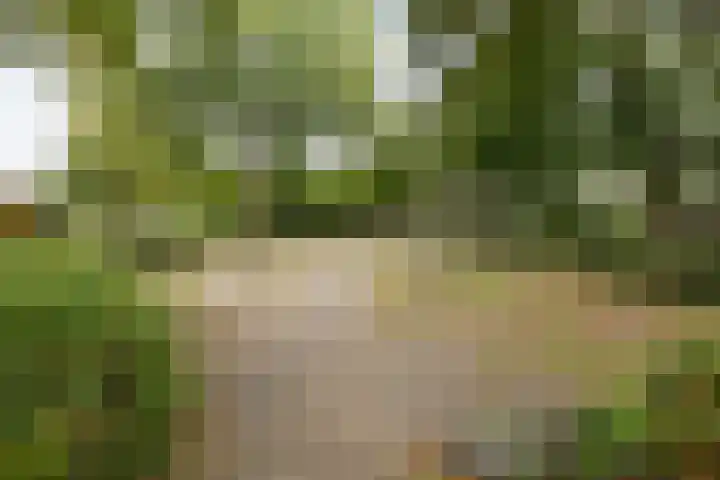 Saffraan 9 Raalte thumbnail 44