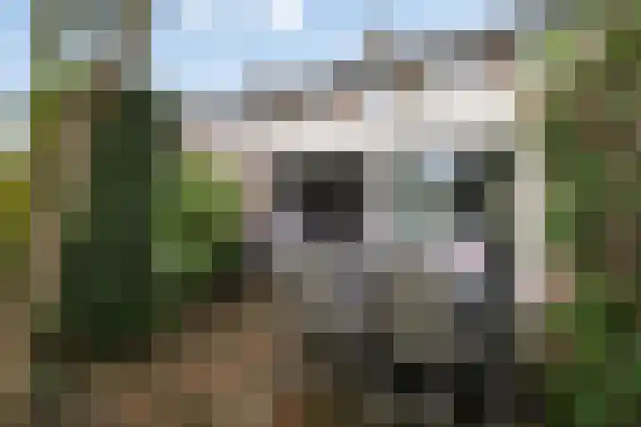 Sagitta 38 Veldhoven thumbnail 28