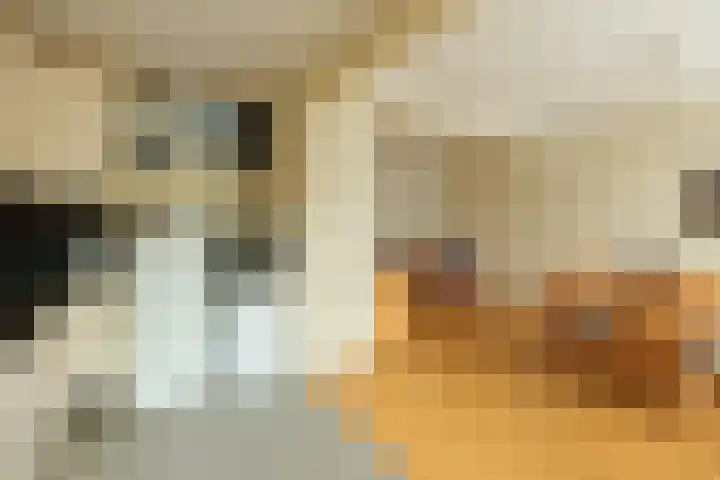 Saharadreef 8 Utrecht thumbnail 7
