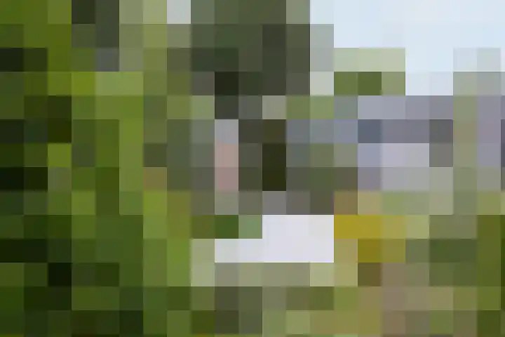 Saint Rémylaan 44 Wognum thumbnail 80