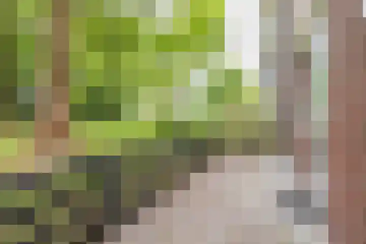 Saksenhorst 19 Sassenheim thumbnail 23