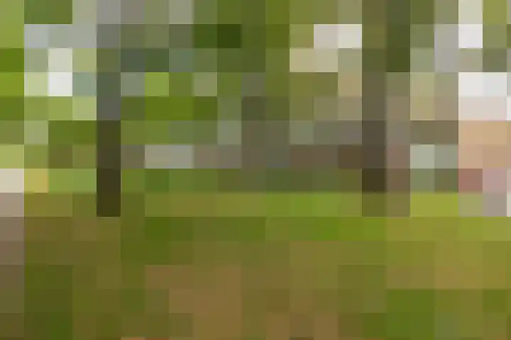 Saksenhorst 19 Sassenheim thumbnail 30