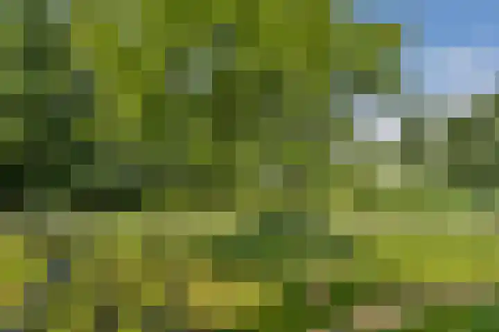 Saksenhorst 25 a Sassenheim thumbnail 11