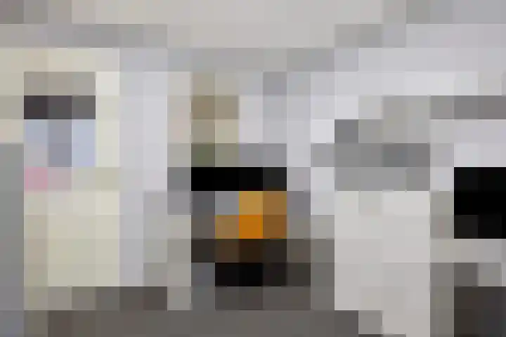 Saksenweg 30 Oss thumbnail 54