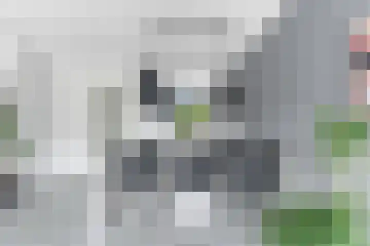Salamander 17 Alblasserdam thumbnail 9