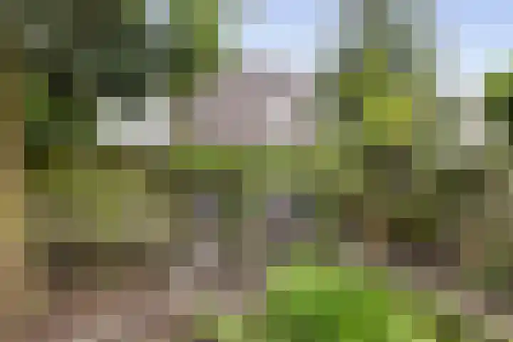 Salamanderstraat 10 Hengelo thumbnail 22
