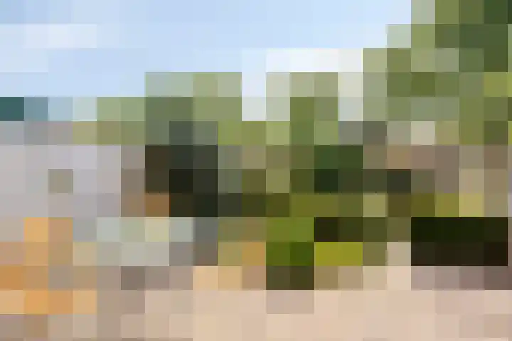 Salderes 61 Best thumbnail 24
