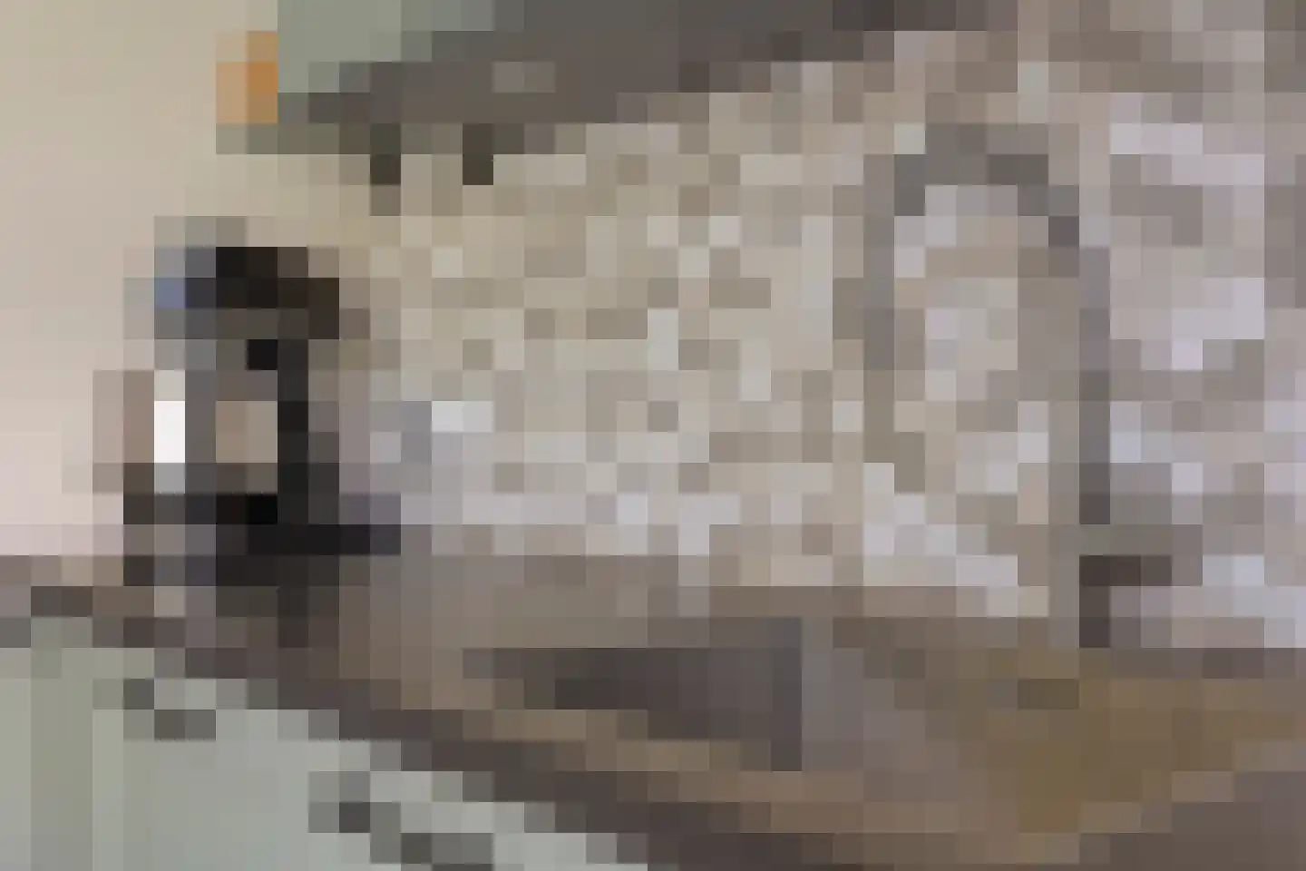 Saliërshof 3 Weert thumbnail 19