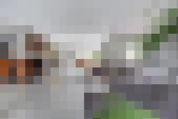 Salland 11 Emmeloord thumbnail 6