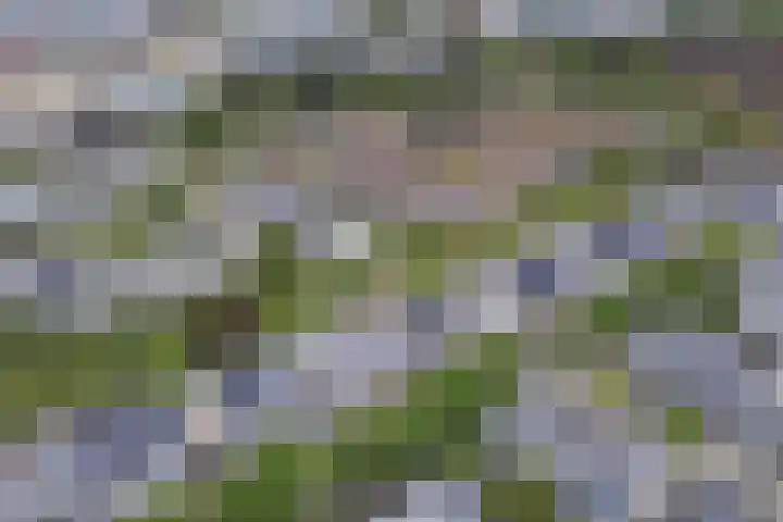Salomonsakker 50 Hedel thumbnail 38